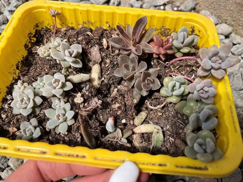 how long to propagate succulents from leaves and cuttings