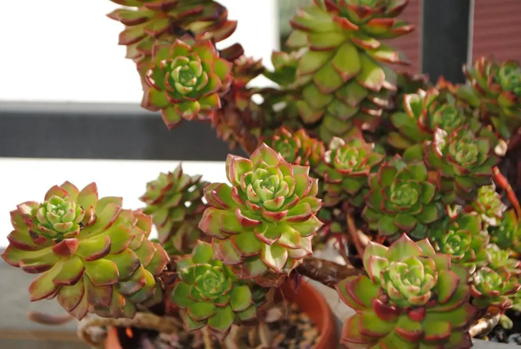 How to water succulent plants guide