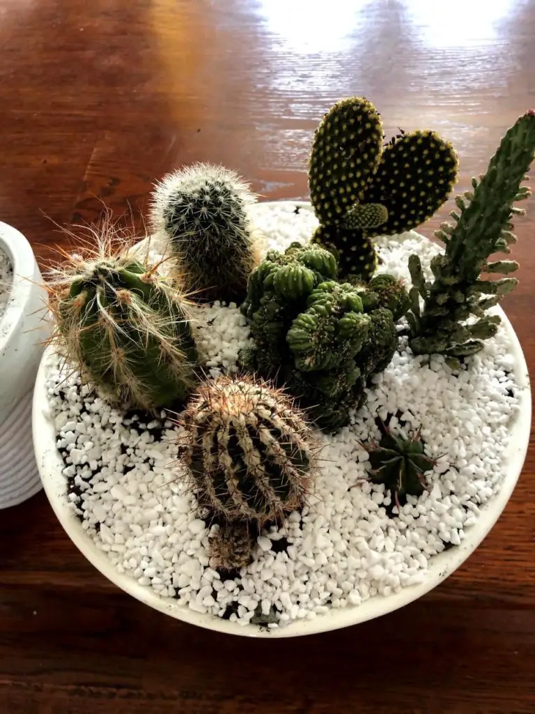 How to water succulent plants indoor