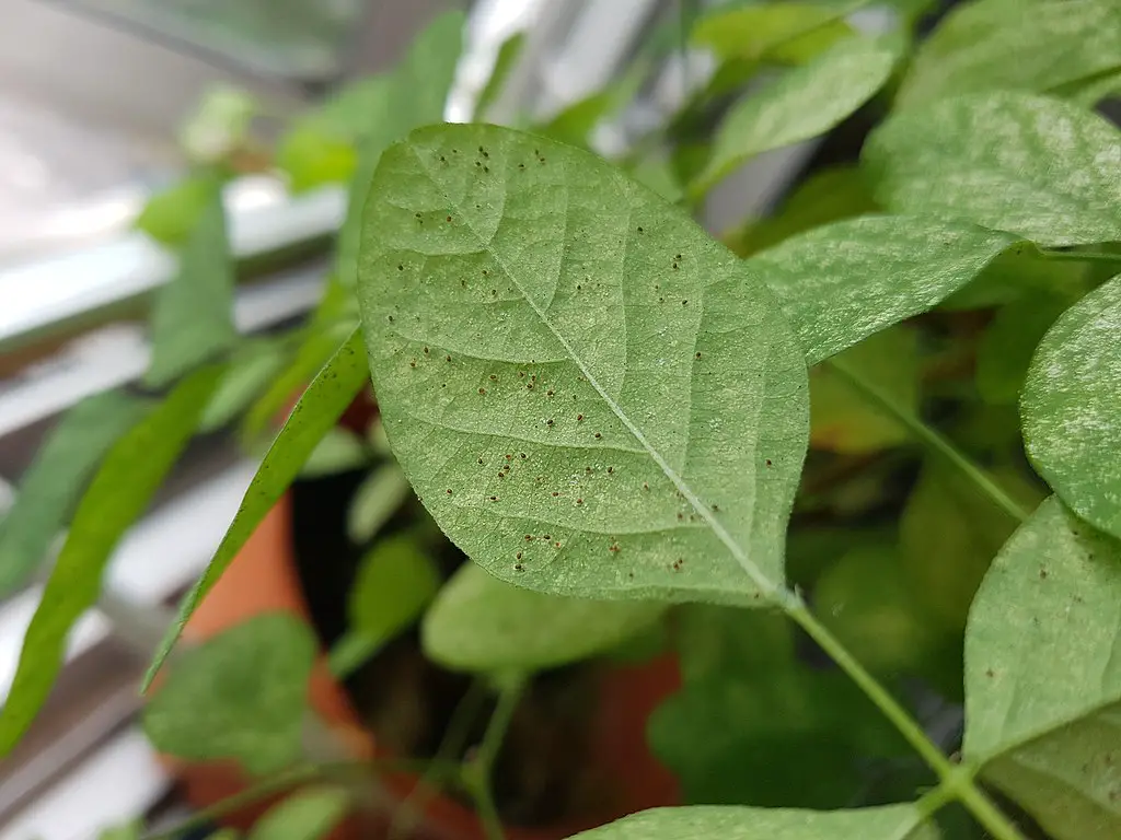 spider mites on houseplant - infested leaf