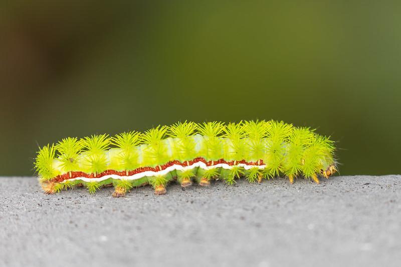 Io Moth Caterpillar - Types of green caterpillars