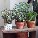 Types of Crassula Jade Plants - Bring Happiness and Prosperity to Your Home