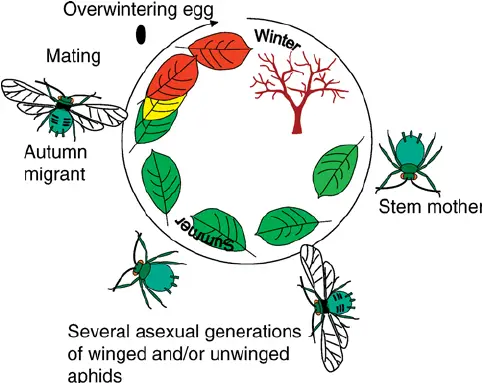 life cycle of aphids
