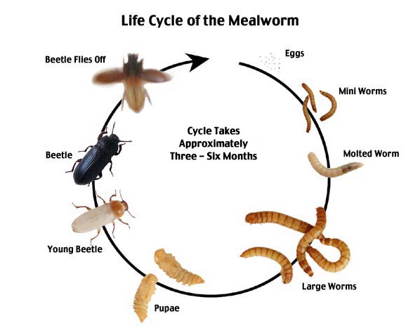 Lifecycle of mealworm