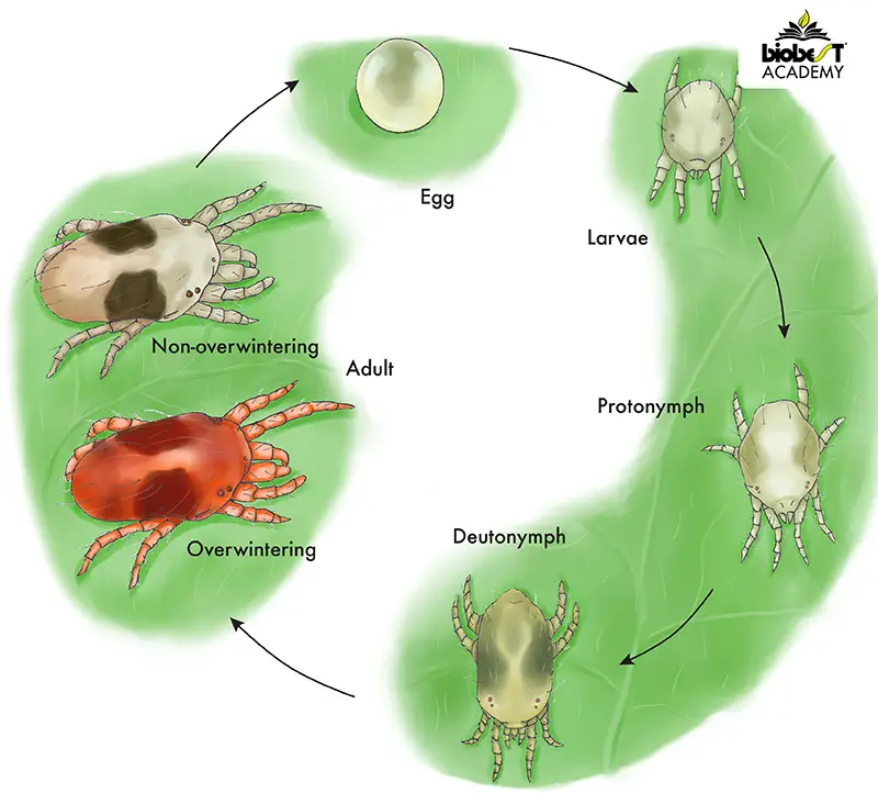 lifecycle of spider mites