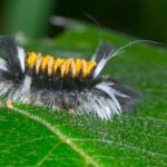 What Do Caterpillars Eat? Top 3 Host Plants You Must Know!