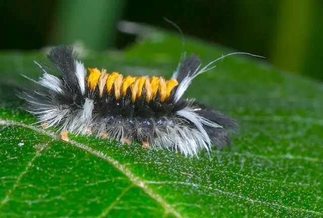Milkweed tiger moth caterpillar - what do caterpillars eat