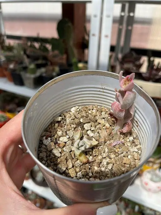 Mineral method to propagate succulents from leaves and cuttings