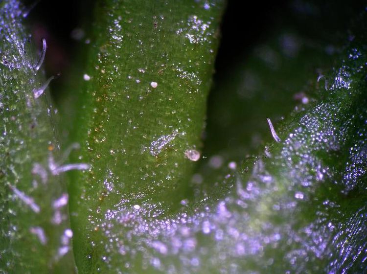 Broad mite - tomato leaf curling