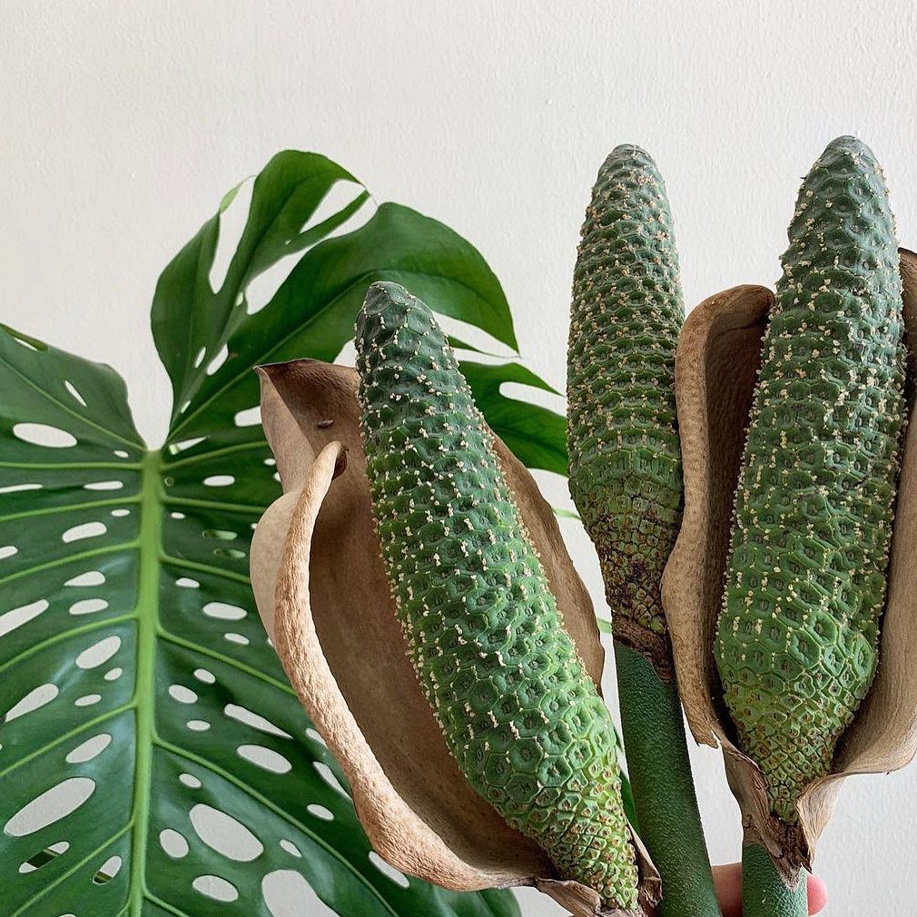 Types of monstera flowers and fruits