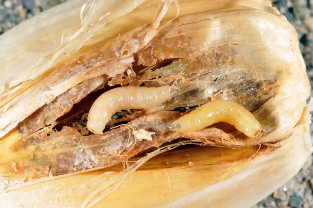 Onion root maggots