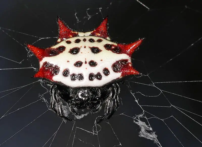 Orb weavers -  types of white spiders