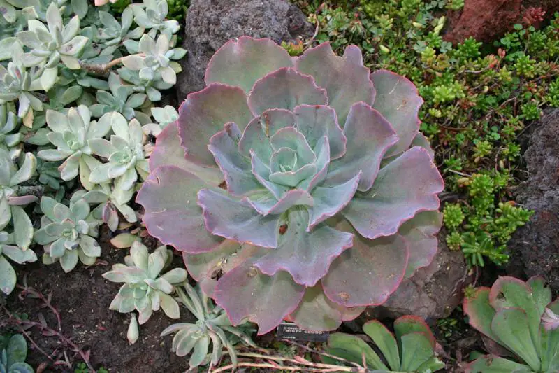 How to water succulent plants outdoors