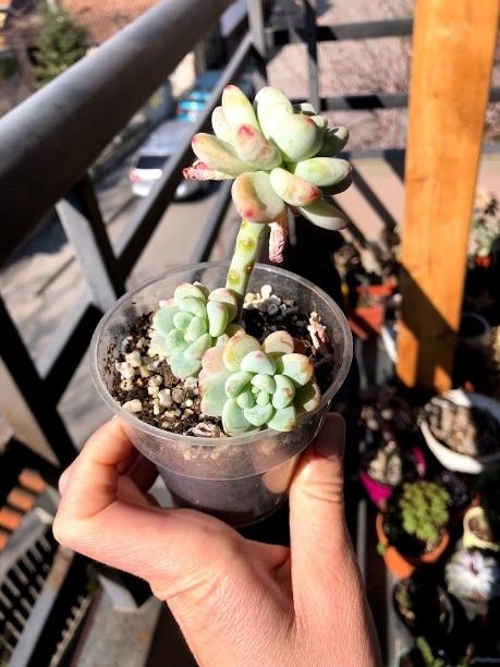 Propagate succulents from leaves and cuttings