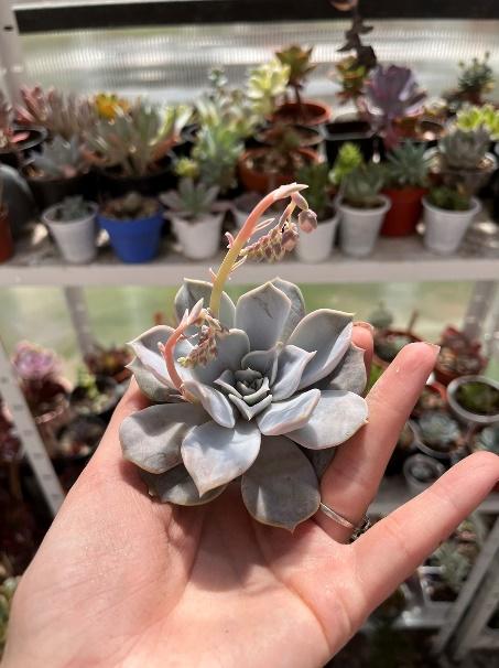 Learn how to propagate succulents from leaves and cuttings