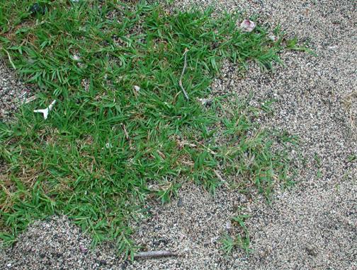How to plant and grow bermuda grass?