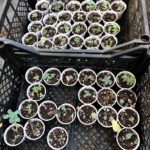 Best Ways to Propagate New Succulents from Leaves and Cuttings