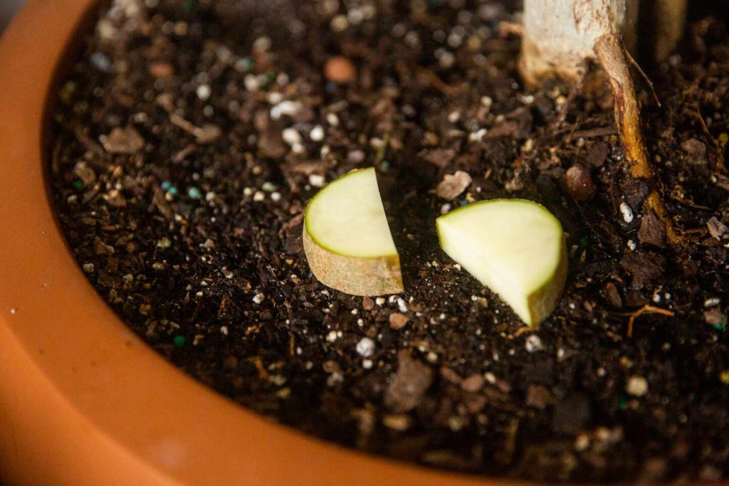 Raw potato - how to prevent gnats in houseplants