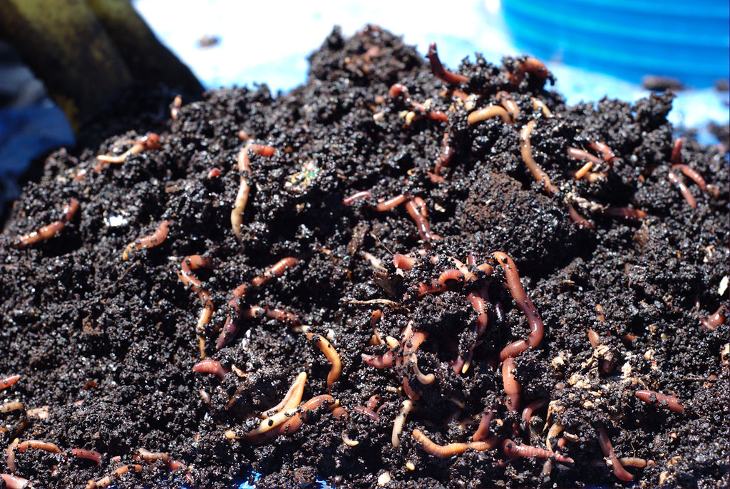 Red wiggler worms - best worms for composting
