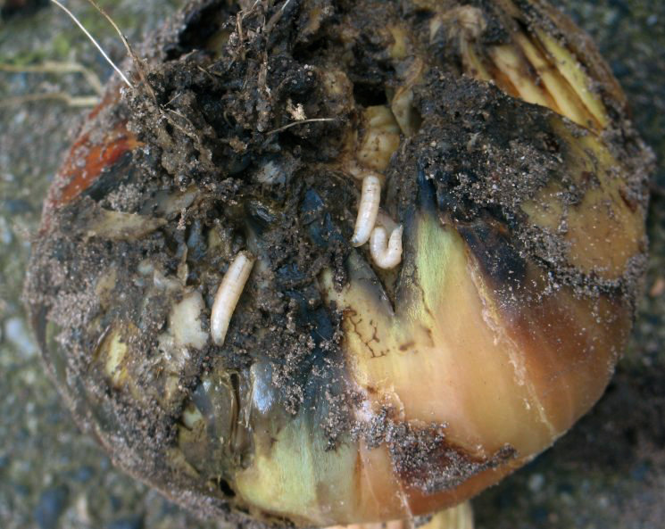 Root maggots infested onion