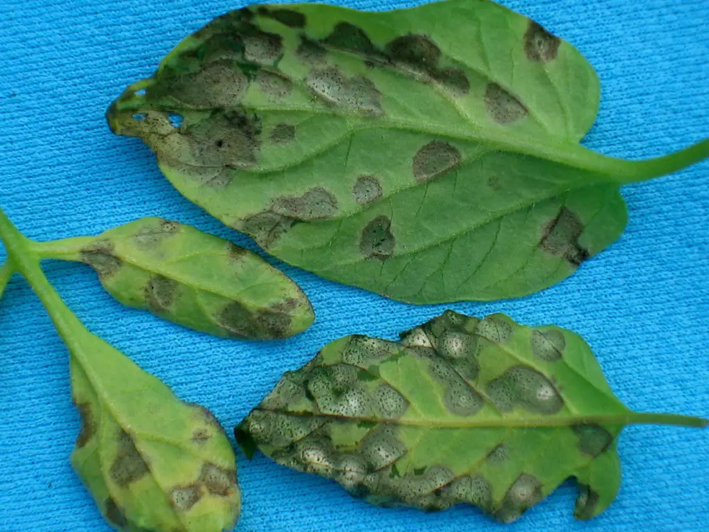 septoria leaf spot symptoms