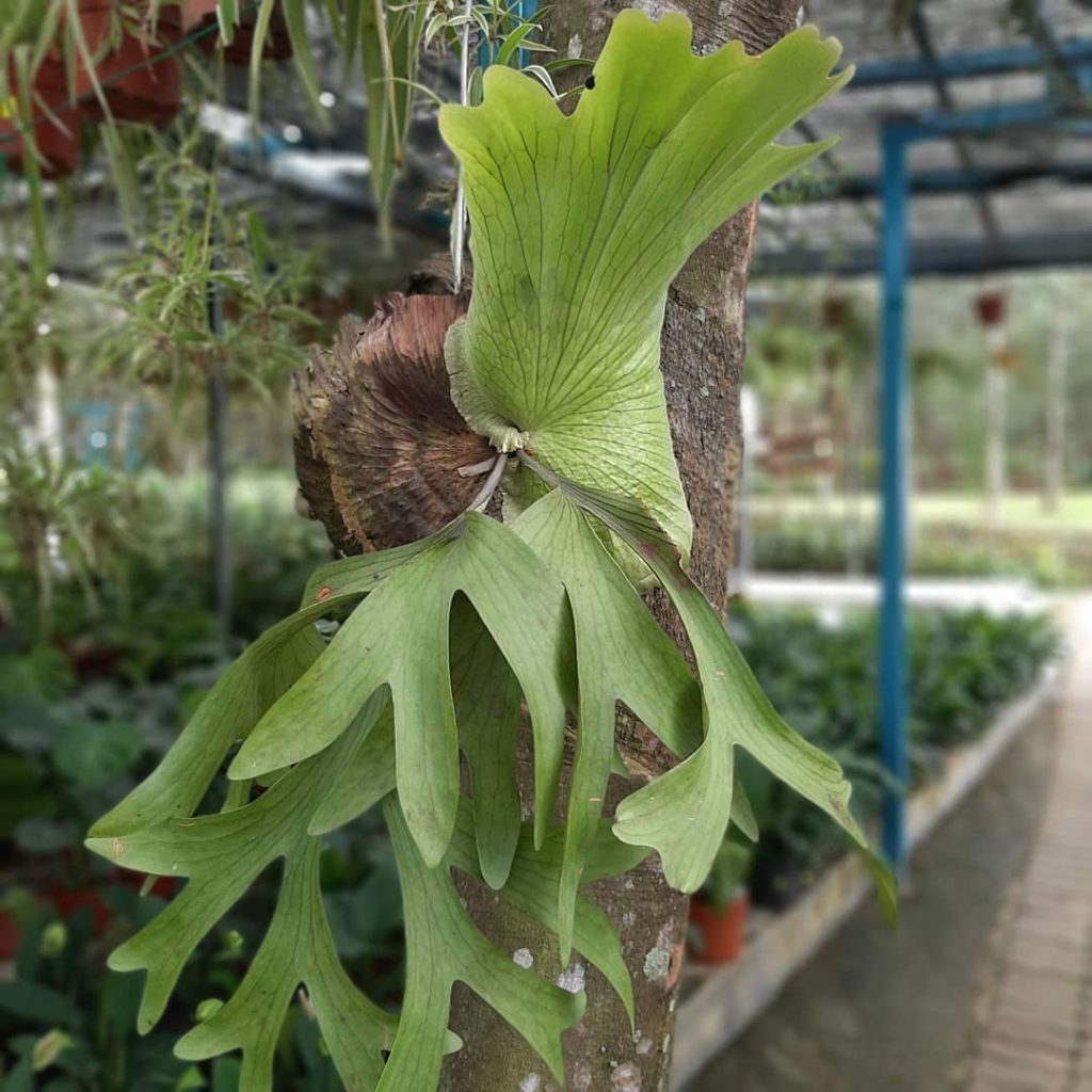 Staghorn fern - types of fern