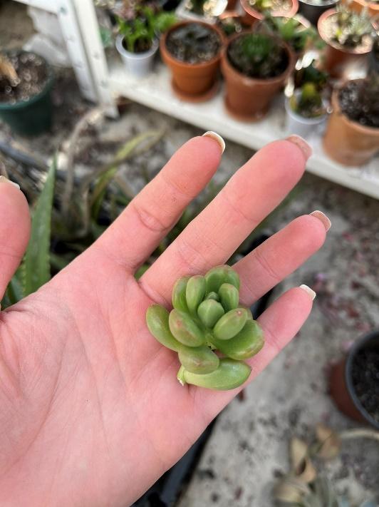 Taking care of succulents - how to propagate succulents from leaves and cuttings