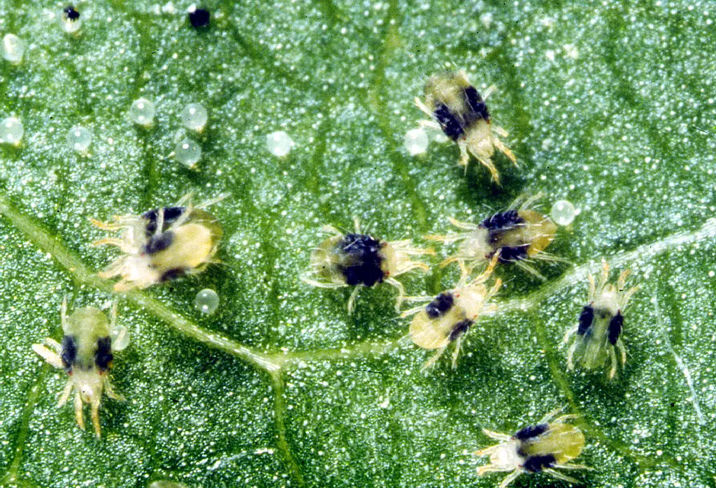 two-spotted spider mites on houseplants
