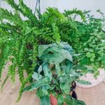 Decorate Your Home and Garden With Amazing 23 Types of Fern Species