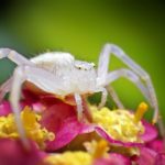 Types of White Spiders - A Complete Identification Guide, Fun Facts and more