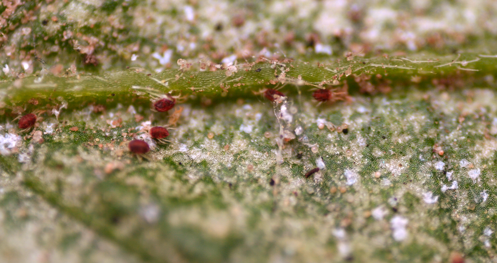 spider mites on indoor plants