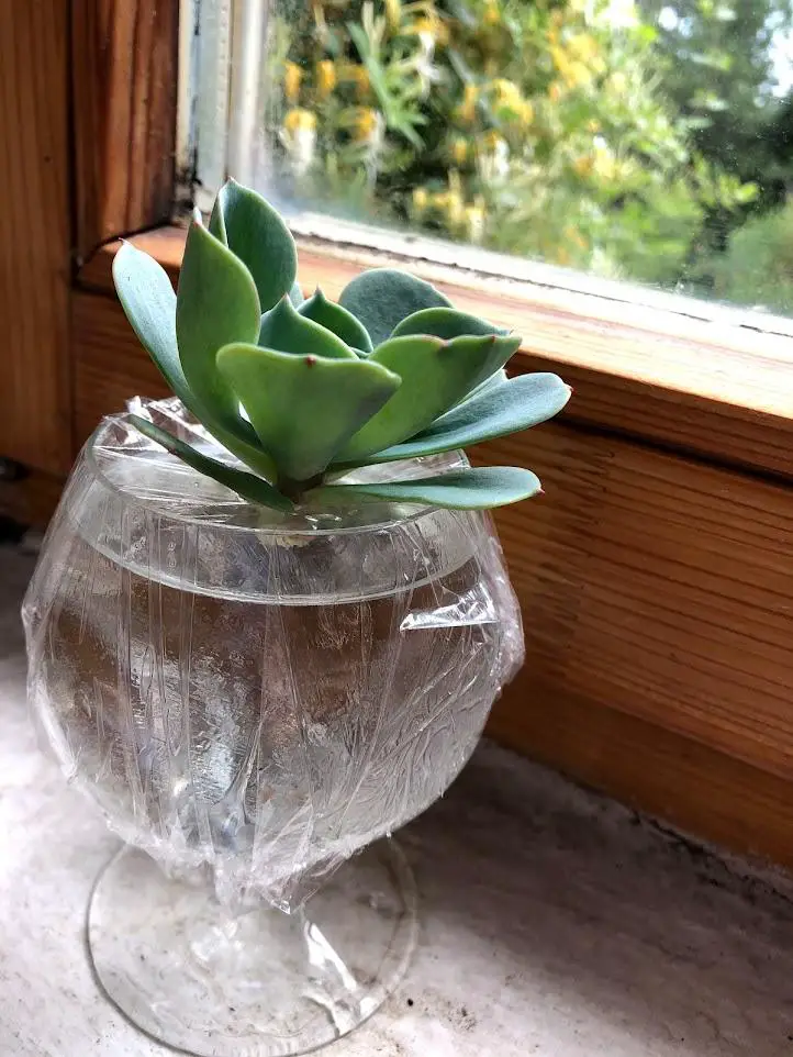 Water propagation of succulents
