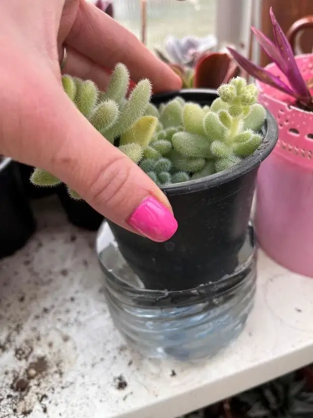 Method of watering succulents