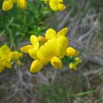 Common Lawn Weeds With Yellow Flowers (And How To Get Rid Of Them?)