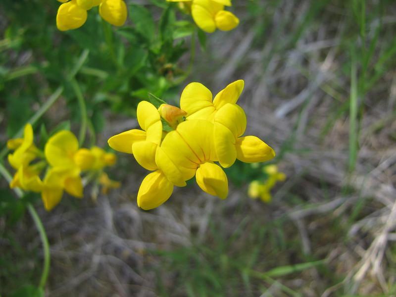 Weeds with yellow flowers