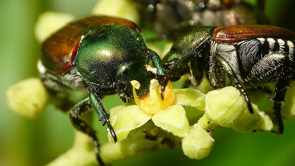 What are Japanese beetles