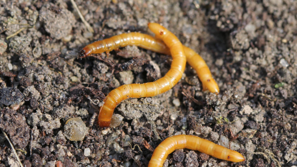 Soil dwelling larvae