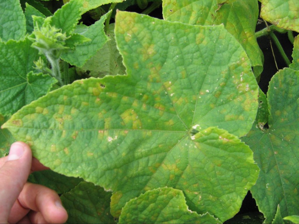 What is downy mildew?