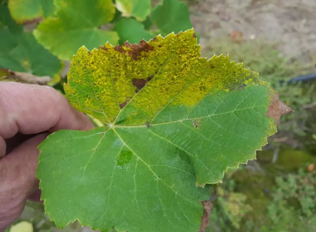 Yellow-colored patches on the upper surface of the leaf due to sporulation