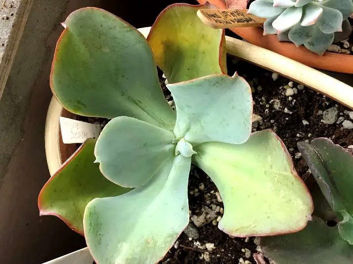 Succulent leaves are turning yellow