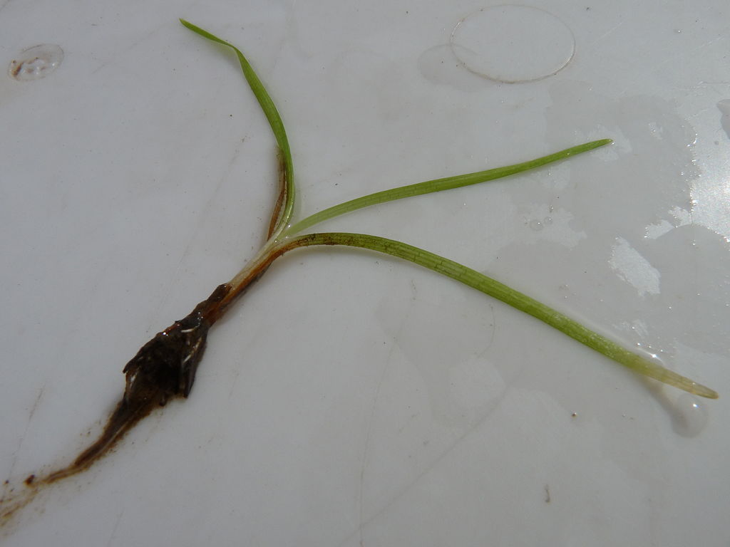 young seedling - septoria leaf spot