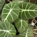 Alocasia Black Velvet: An Instructive Care, Propagation, and Watering Guide