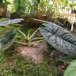 Alocasia Maharani: Helpful Plant Information and Care Guide For This Rare Beauty