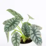 Alocasia Nebula: All the Must-Have Care, Propagation and Watering Guide
