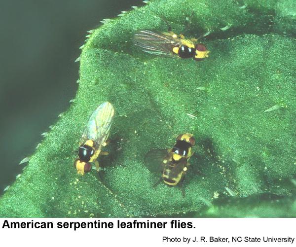 American serpentine flies