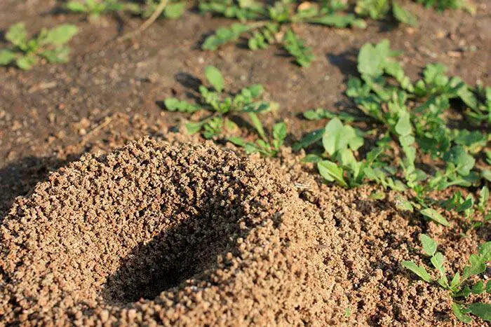 Ant Mounds - small dirt mounds in lawn