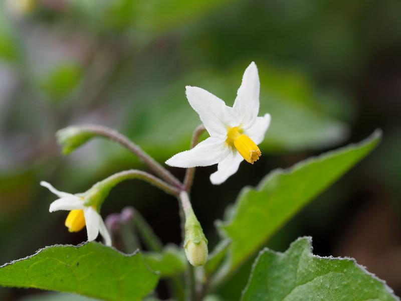Black Nightshade flowers - lawn weeds with little white flowers