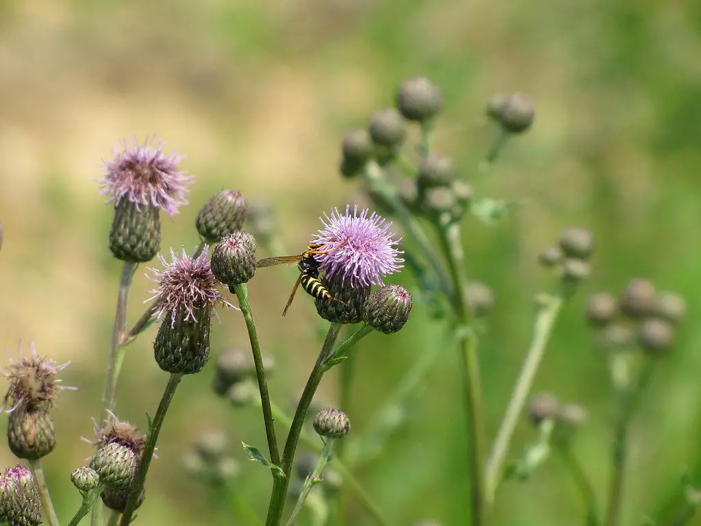 Canada Thistle - spiky weeds