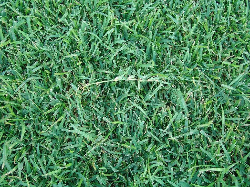 Centipede grass - shade tolerant grass