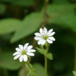 Common Lawn Weeds With White Flowers (And How To Get Rid Of Them?)